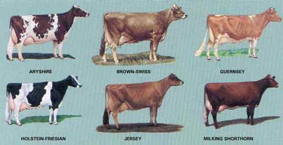 انواع گاو شیری