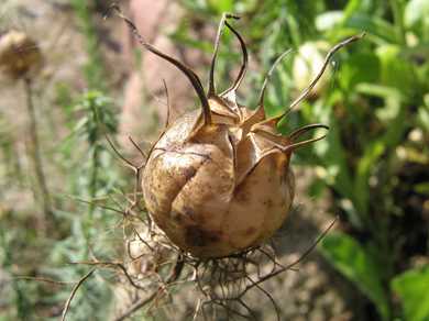 تصویر گیاه سیاه دانه