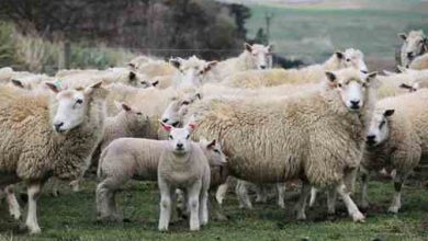 طرح پرورش گوسفند رومانوف ، گوسفند زایشی و چندقلوزا