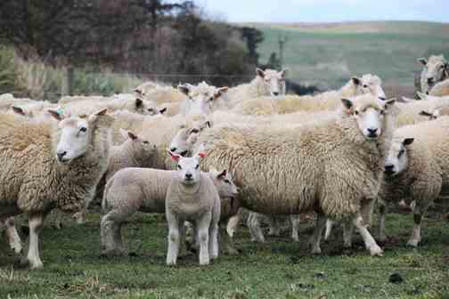 طرح پرورش گوسفند رومانوف ، گوسفند زایشی و چندقلوزا