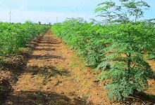 آموزش کاشت و فرآوری درخت گز روغن یا مورینگا