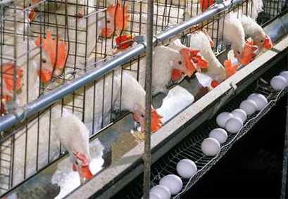 تصویر پرورش مرغ تخمگذار در قفس
