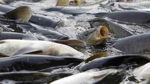 هزینه پرورش ماهی کپور