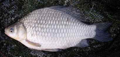 تصویر ماهی گرمابی کپور نقره ای