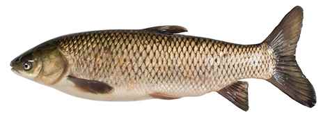تصویر ماهی گرمابی کپور علفخوار