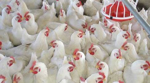 دوره آموزش حضوری و آنلاین پرورش مرغ گوشتی و تخمگذار