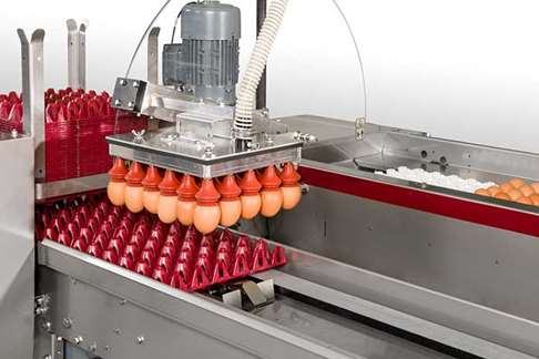 تجهیزات لازم برای بسته بندی تخم مرغ