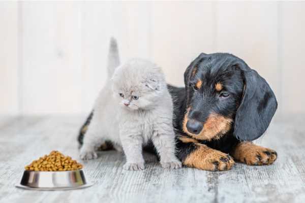 ویژگی‌های غذای سگ و گربه