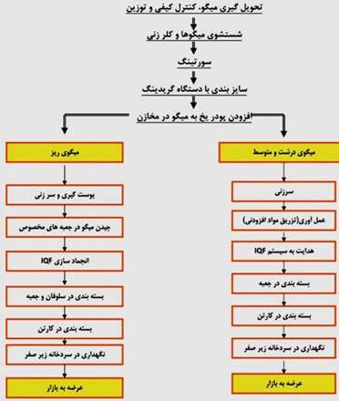 شماتیک خط عمل آوری میگو